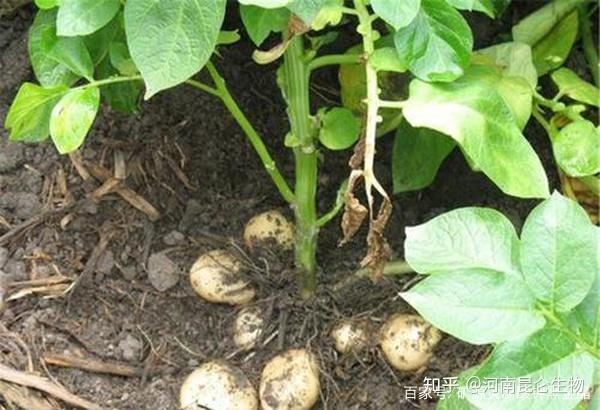 土豆根茎块膨大素有哪些土豆用什么肥料可以根茎块膨大