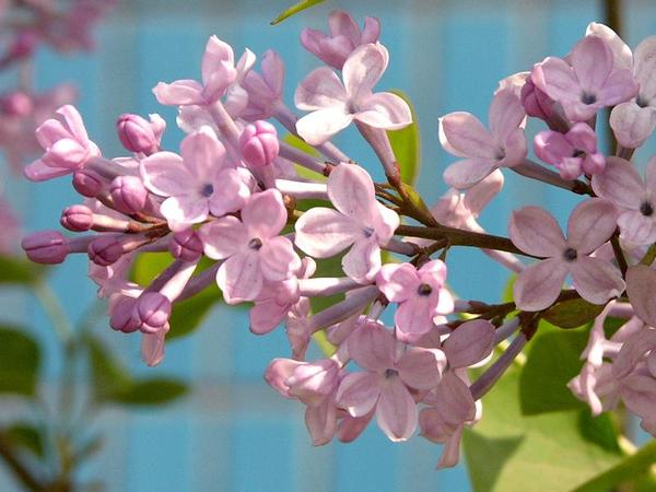 丁香花适合送给什么人?