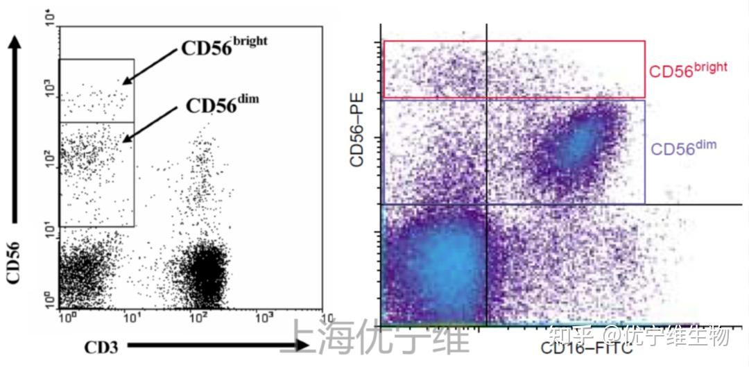 罗工流式秘籍72人和小鼠的NK细胞研究指标怎么选 知乎