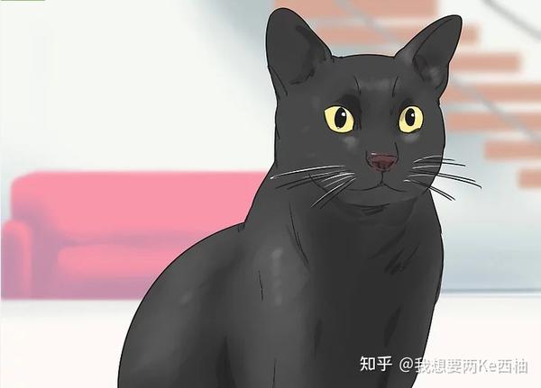 孟买猫的培育背景决定了它兼具美国黑色短毛猫和缅甸猫的特色.