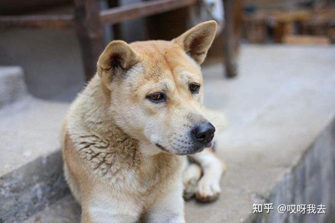 中华田园犬