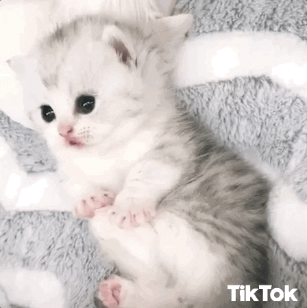 credit to @tiktok on giphy.com