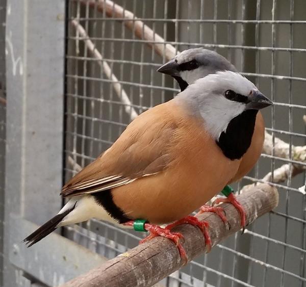 poephila cincta 黑喉草雀,一般称呼为牧师鸟