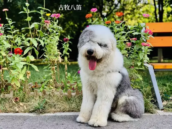 2019年.知乎专栏《古牧犬》精选古牧犬图集——buddy