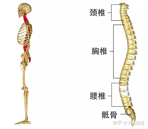 【典传筋骨开发】很多练武人不知道,何为脊柱成弓?