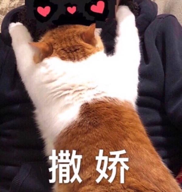 有什么适用于和老公/男票撒娇的可爱表情包?