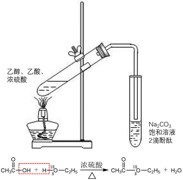乙醇与乙酸的酯化反应