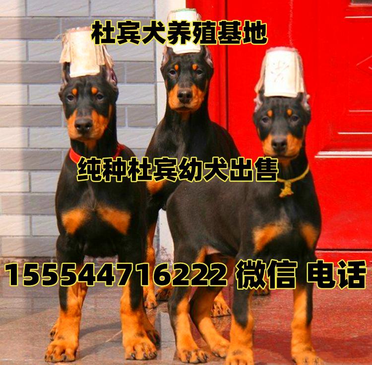 杜宾幼犬价格多少钱,杜宾犬价格行情