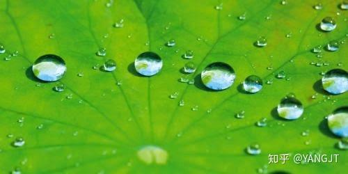 实际上这种疏水现象在自然界中并不罕见,我们熟悉的荷叶表面就是一个