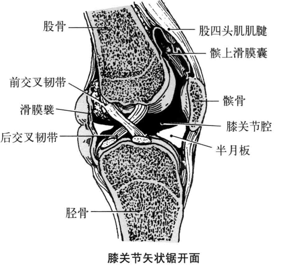髌韧带:位于关节囊前面,由髌骨下缘到胫骨粗隆. 6.