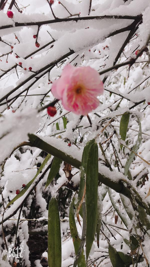 雪下得那么深下得那么认真 知乎