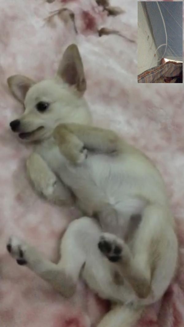 养土狗是一种什么体验?