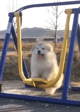 狗狗取名禁忌主人别再犯了