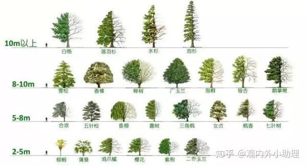 基本植物冠幅