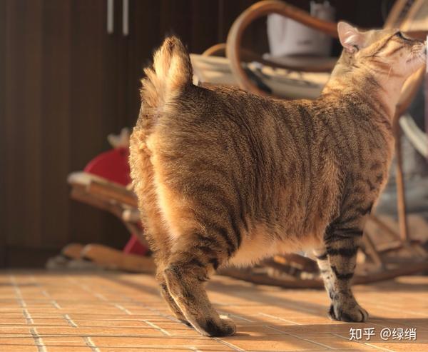 海兰德猫,又叫高地猞狸.卷耳,短尾,多趾.体型巨大的壮小伙.