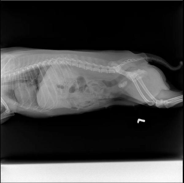 一例母犬膀胱结石病例病例