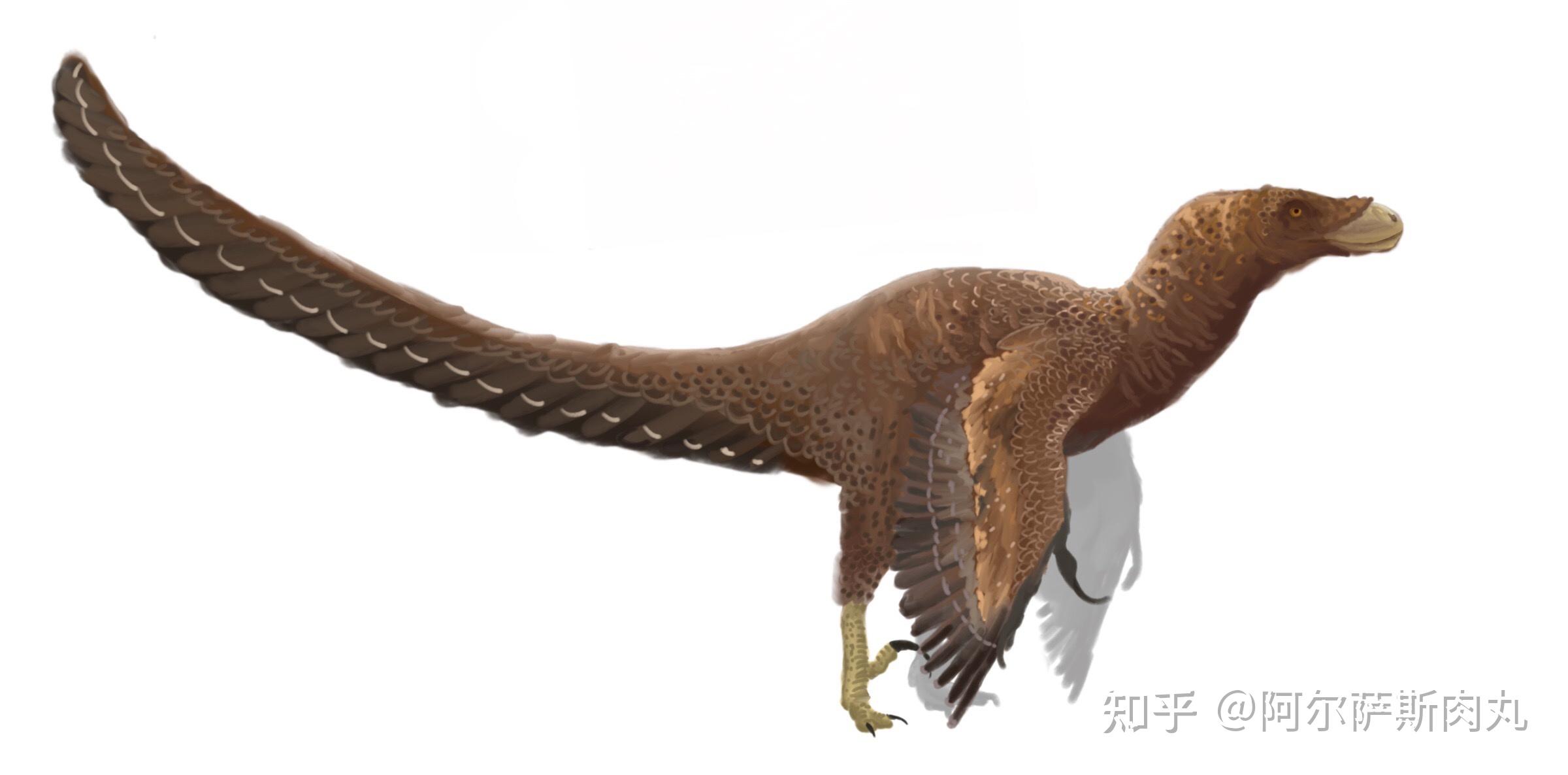 科 dromaeosauridae—蜥鸟盗龙亚科saurornitholestinae—斑比盗龙属