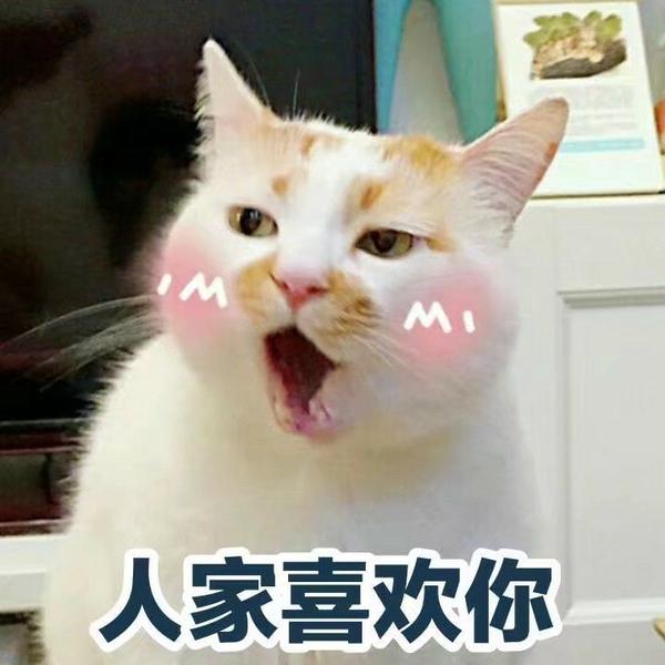 (偷偷害羞) 可爱的表情包怎么能少的了喵星人呐?