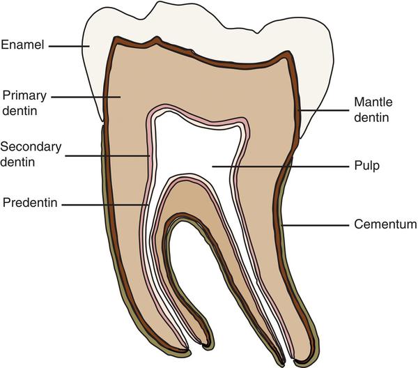但给了牙髓对应的部位形成继发性牙本质(secondary dentin)的时间