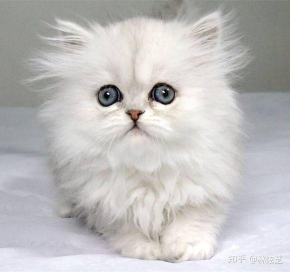 十大最受欢迎的宠物猫种类排行榜
