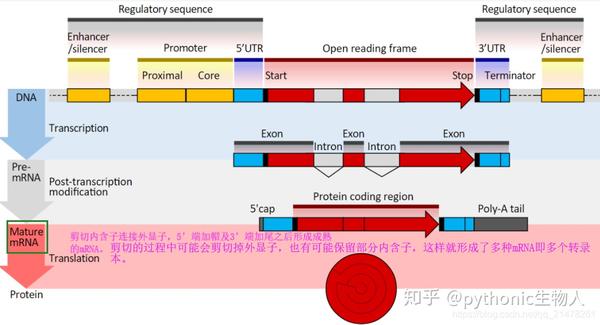 omics精进07|转录组之mrna|mirna|lncrna|circrna测序