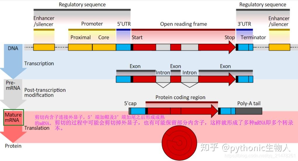 Omics精进07 转录组之mRNA miRNA lncRNA circRNA测序简介 知乎