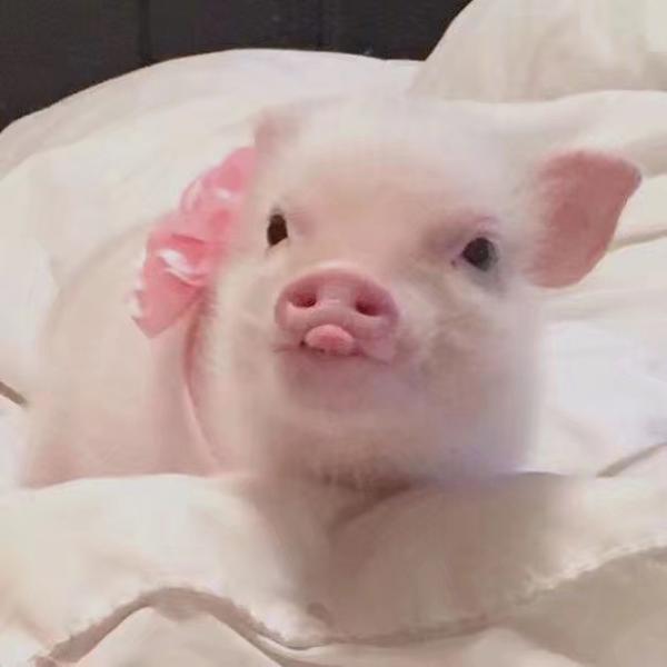有哪些猪的搞笑图片或者表情包?