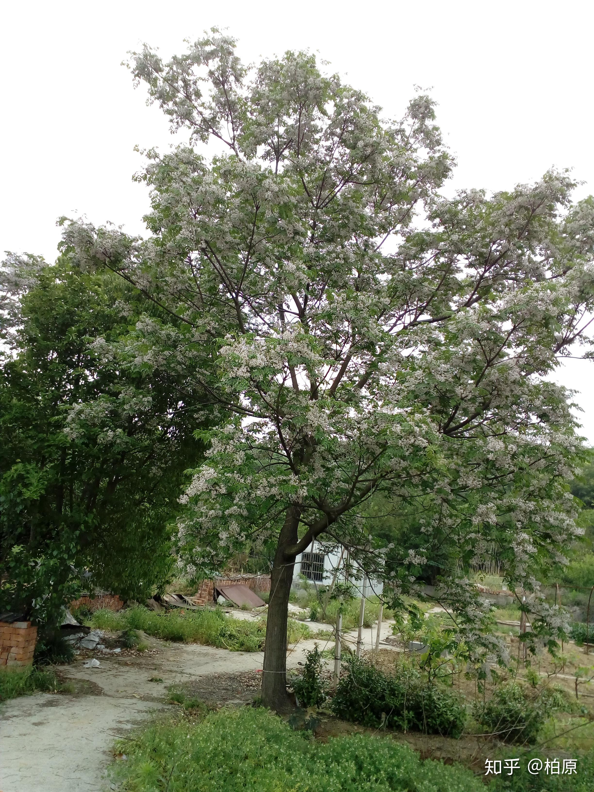 一叶菩提 ·椿楝其实(节选第三)