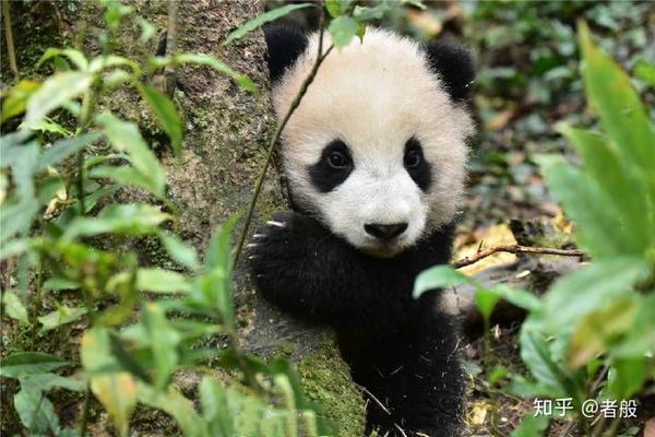 熊猫胖大海为什么要去北京动物园?