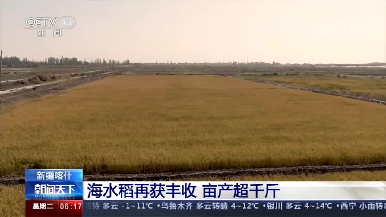 海水稻就是种福田袁隆平中国人的饭碗能够端在自己手里