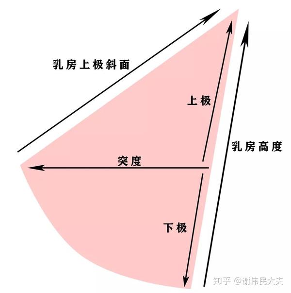 那么新的问题来了: 乳晕和乳头长在哪里最完美呢?