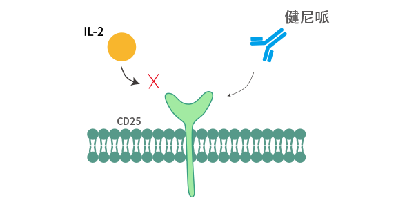 靶点TalkCD25肿瘤免疫疗法新势力 知乎
