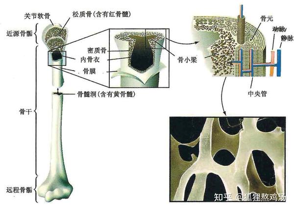 牵张反应 高尔基建器官 尼氏小体 骨骼系统 骨组织的类型 密质