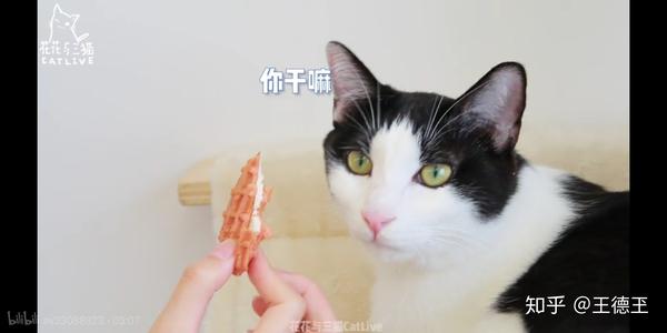 如何评价花花与三猫catlive?