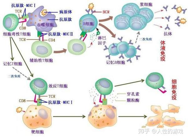 如果选择性杀死癌细胞,t细胞便可注入患者体内,用于对抗癌症