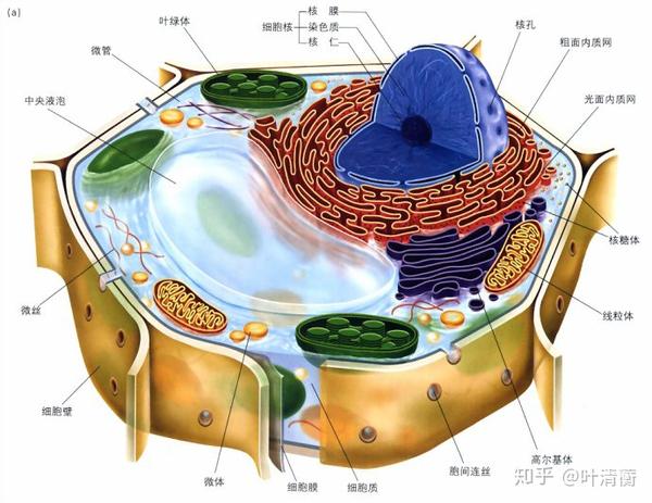 真菌细胞模式图