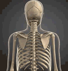 下抑肩胛骨会带动真个胸廓后倾,增加胸椎的伸展,并带来与之伴随的腰椎
