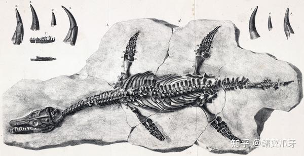 尖头-始祖泳龙(archaeonectrus rostratus)化石,头是挺大,但牙齿细长