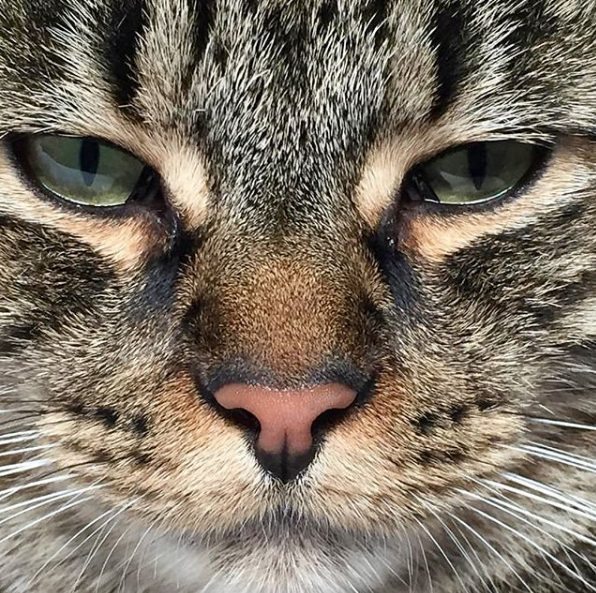 吸猫大会亚洲虎斑猫alfie