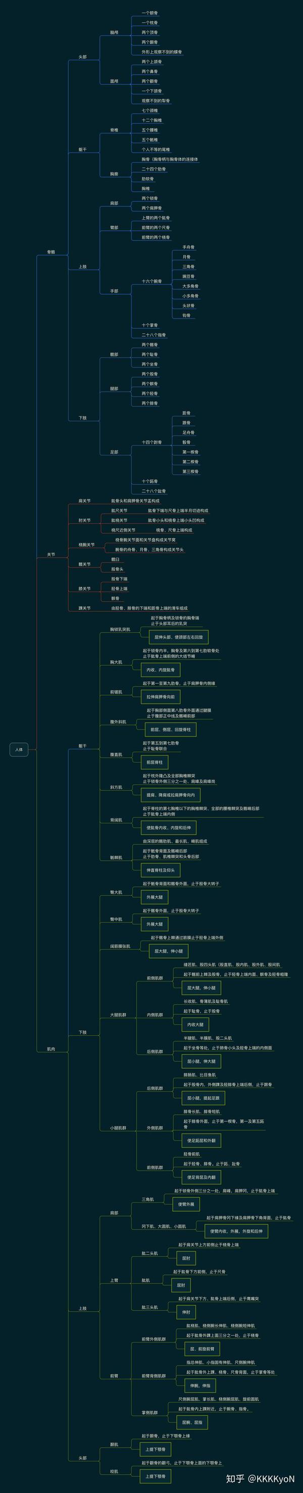 人体结构思维导图