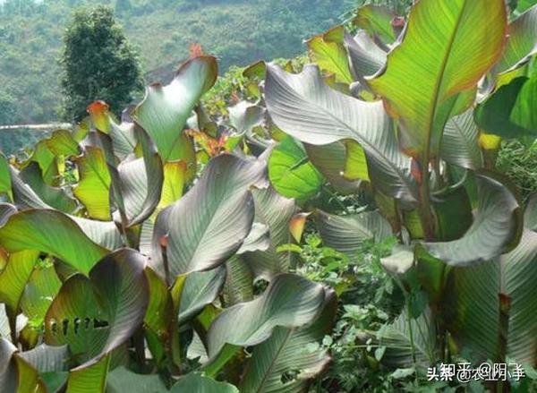 农村常见的芭蕉芋有什么作用?