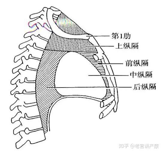 纵隔笔记帮你抄好了抓紧时间收藏