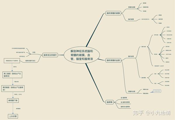 系统解剖学思维导图23神经系统-脑和脊髓的被膜,血管