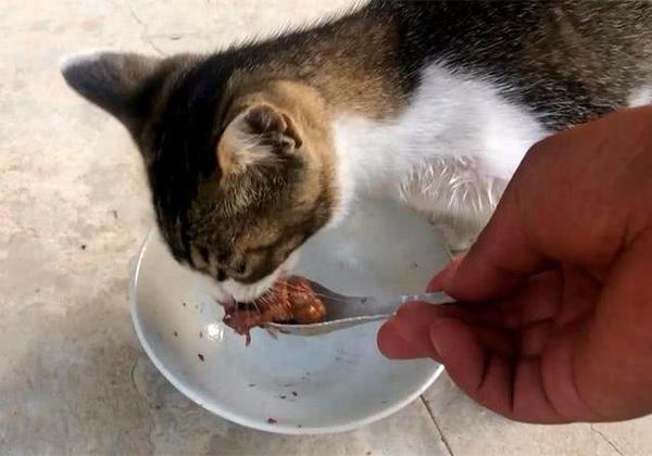 猫咪挑食怎么办?