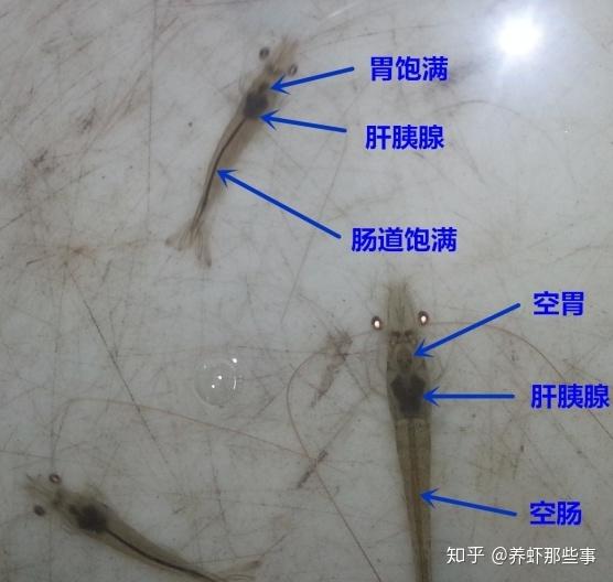 技术分析之南美白对虾肠道疾病