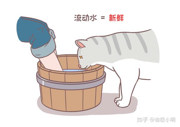 猫咪爱喝洗脚水你以为是自己的脚香人家小猫咪可是另有所图