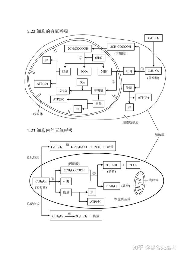 高考生物知识点专题光合作用atp生物固氮有氧呼吸无氧呼吸微生物类群