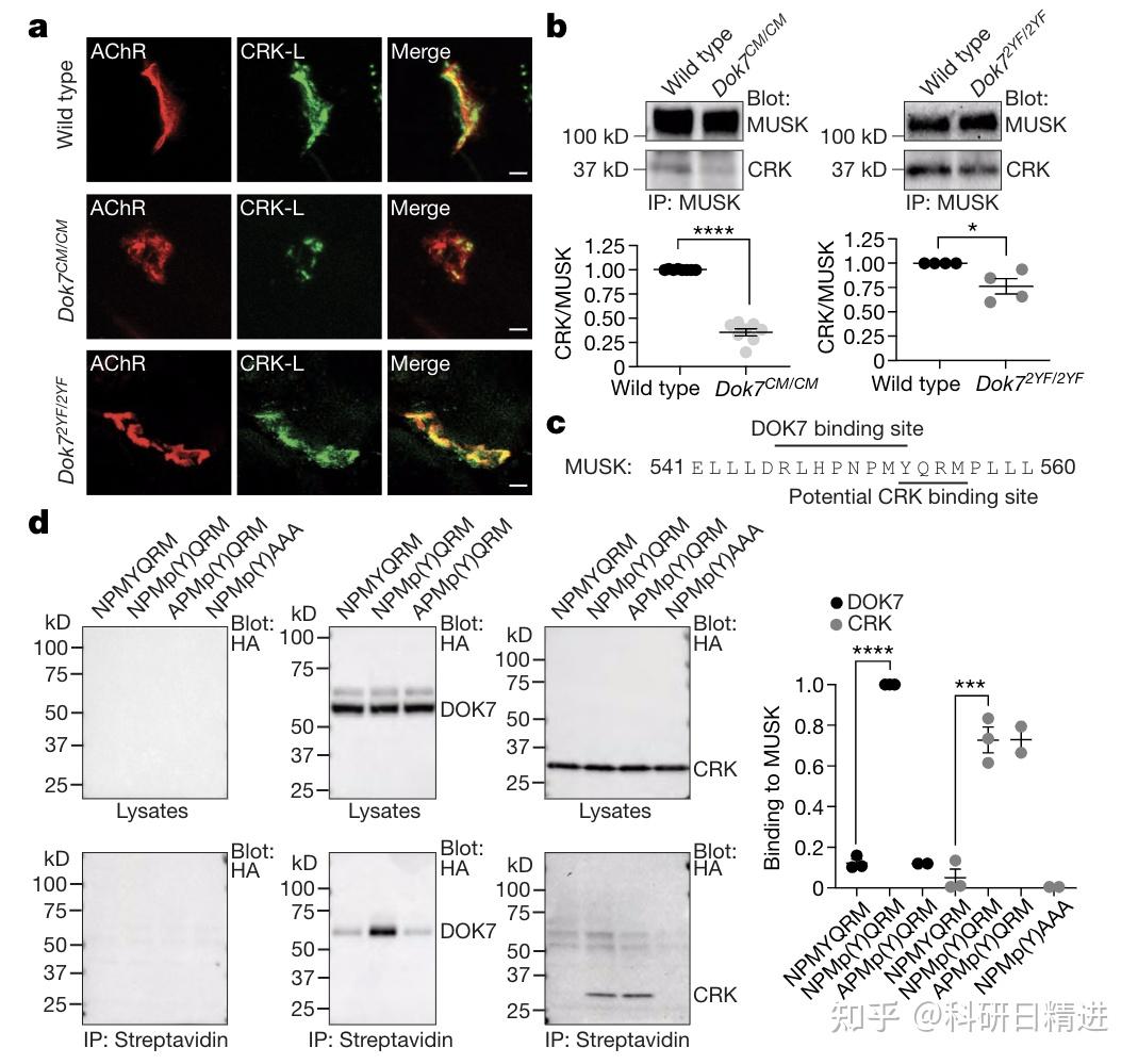 nature新型抗体疗法有望治愈先天肌无力