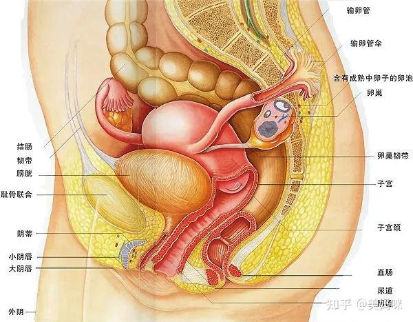 子宫前面隔膀胱子宫陷凹与膀胱上面相邻,子宫颈阴道上部的前方借膀胱