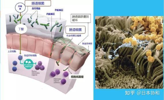 机械屏障由肠道粘膜上皮细胞,细胞间紧密连接等构成,肠上皮由吸收
